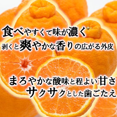 「甘柑しらぬひ」5kg サイズ2LまたはL/約20～25個【C79-25】
