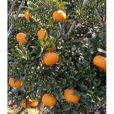 愛媛県八幡浜産「せとか」3kg　サイズ2L～L/12玉～15玉【F79-28】