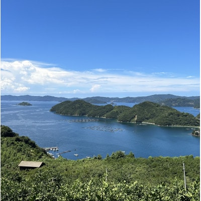 愛媛県八幡浜産「せとか」5kg　サイズ3L～2L【F79-30】