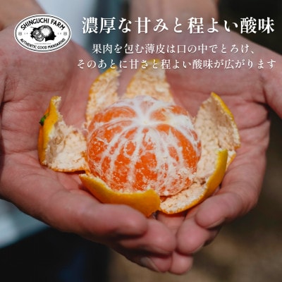 愛媛みかんの老舗厳選【愛媛県川上産 みかん5kg】新口農園【C70-1】