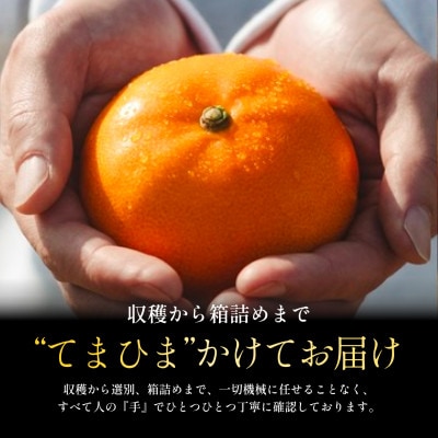 柑橘の大トロ【せとか 2kg】～とろける濃厚果実～【C70-8】