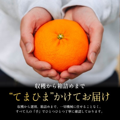 【シャキッとした食感と弾ける粒感】甘平3kg【E70-11】