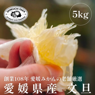 創業百八年 愛媛みかんの老舗【文旦5kg】家庭用【新口農園】【C70-31】