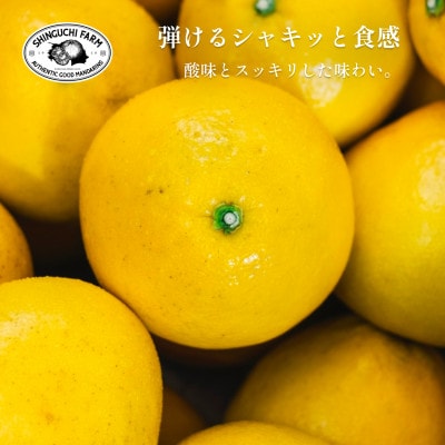 創業百八年 愛媛みかんの老舗【文旦5kg】家庭用【新口農園】【C70-31】