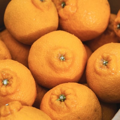 【樹上完熟】不知火(デコ)5kg『甘みと程よい酸味のバランスが絶妙』【D70-30】