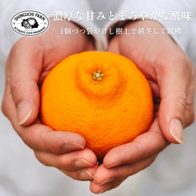 創業百八年 愛媛みかんの老舗【不知火3kg】家庭用【新口農園】【C70-29】