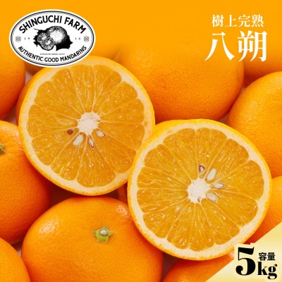 【大人の味わい】八朔 5kg『さっぱりとした甘みとほろ苦さ』【C70-28】