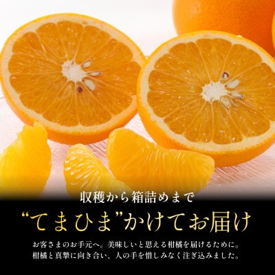 【大人の味わい】八朔 5kg『さっぱりとした甘みとほろ苦さ』【C70-28】