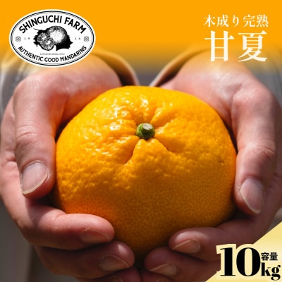 【木成り完熟】甘夏 10kg 『ほのかな苦味とスッキリした甘み』【E70-27】
