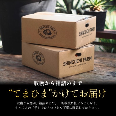 【木成り完熟】甘夏 10kg 『ほのかな苦味とスッキリした甘み』【E70-27】