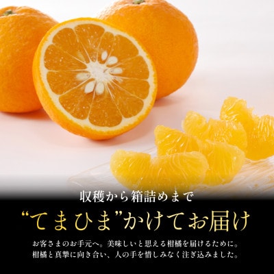 【木成り完熟】甘夏 10kg 『ほのかな苦味とスッキリした甘み』【E70-27】