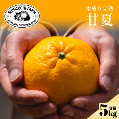 【木成り完熟】甘夏 5kg 『ほのかな苦味とスッキリした甘み』【C70-26】