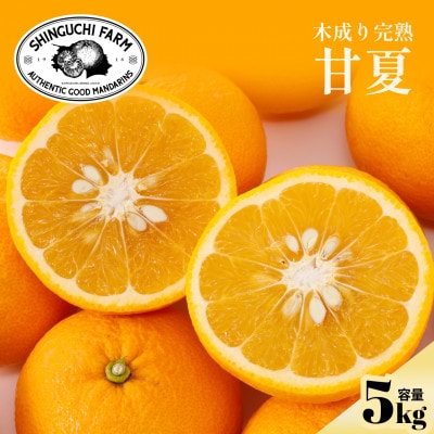 【先行予約 2027年発送】甘夏 5kg 『ほのかな苦味とスッキリした甘み』【C70-26】