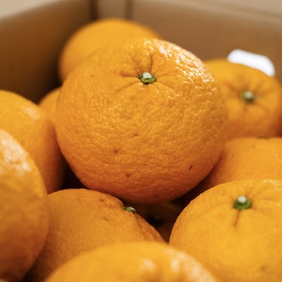 【木成り完熟】甘夏 5kg 『ほのかな苦味とスッキリした甘み』【C70-26】