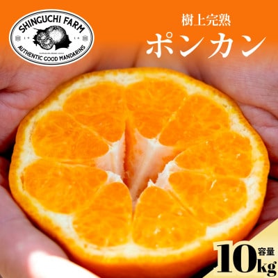 【甘味と酸味のバランスが絶妙】ポンカン 10kg 愛媛県産【G70-25】