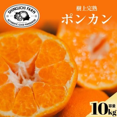 【甘味と酸味のバランスが絶妙】ポンカン 10kg 愛媛県産【G70-25】