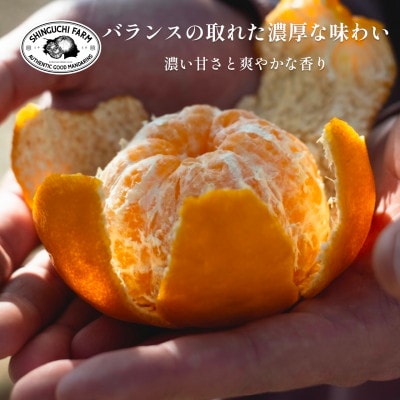 創業百八年 愛媛みかんの老舗【ポンカン10kg】家庭用【新口農園】【E70-25】