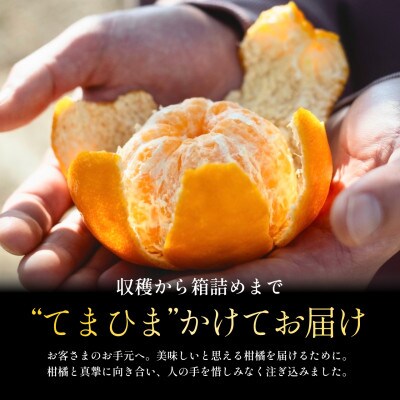 【甘味と酸味のバランスが絶妙】ポンカン 10kg 愛媛県産【G70-25】