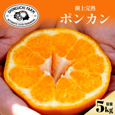 【甘味と酸味のバランスが絶妙】ポンカン 5kg 愛媛県産【D70-24】