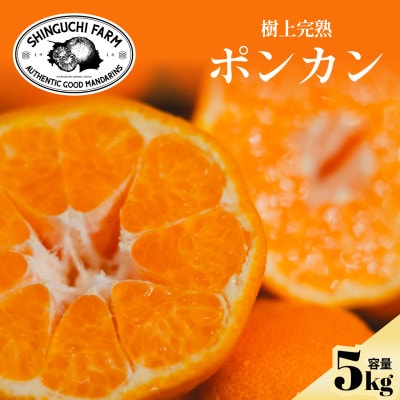 【甘味と酸味のバランスが絶妙】ポンカン 5kg 愛媛県産【D70-24】