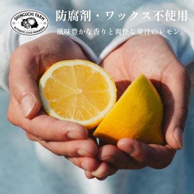 愛媛県産レモン 3kg【防腐剤・ワックス不使用】新口農園【C70-20】
