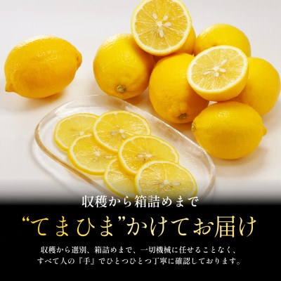 【先行予約 2027年発送】愛媛育ちのレモン 3kg 防腐剤・ワックス不使用【C70-20】