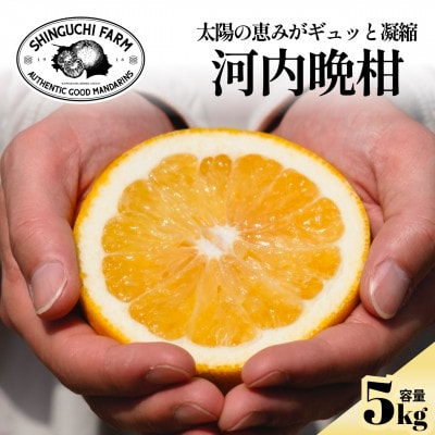 【太陽の恵みをギュッと凝縮】河内晩柑 5kg 愛媛県産【D70-16】