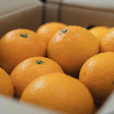 【太陽の恵みをギュッと凝縮】清見 10kg 愛媛県産【G70-15】