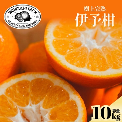 【太陽の恵みをギュッと凝縮】伊予柑10kg 愛媛県産【G70-13】