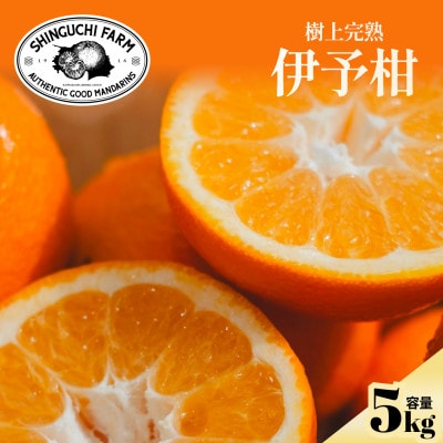 【太陽の恵みをギュッと凝縮】伊予柑5kg 愛媛県産【D70-12】