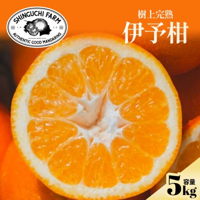 【太陽の恵みをギュッと凝縮】伊予柑5kg 愛媛県産【D70-12】