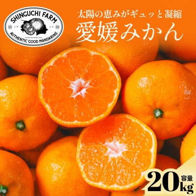 【太陽の旨みがギュッと凝縮】愛媛みかん20kg 農家直送 愛媛県川上産【H70-33】