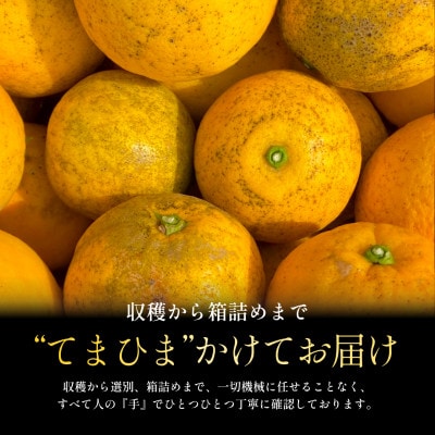 【太陽の恵みをギュッと凝縮】河内晩柑 訳あり 7kg 愛媛県産【D70-45】