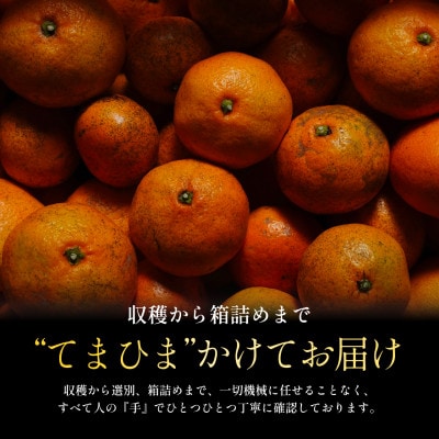 【天皇杯受賞産地】川上みかん8kg【訳あり】愛媛県八幡浜市【C70-55】