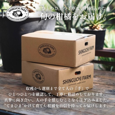 【皮ごと食べられる】瀬戸内グリーンレモン 10kg 防腐剤・ワックス不使用【H70-49】
