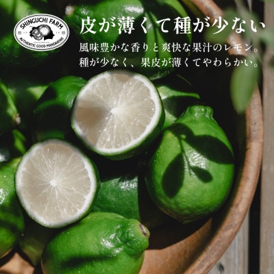 【皮が薄くて種が少ない】璃の香グリーンレモン 10kg 愛媛県産【H70-52】
