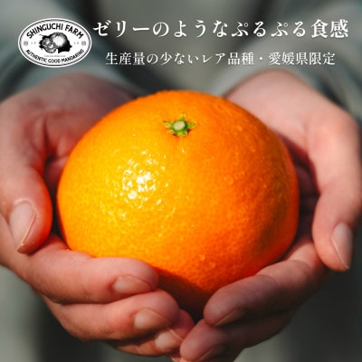 【創業108年】愛媛みかんの老舗厳選【紅まどんなと同品種】媛果まどんな5kg【F70-56】