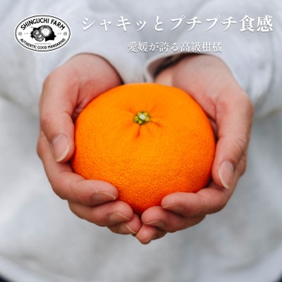 創業百八年 愛媛みかんの老舗【甘平5kg(約15個〜30個)】家庭用【新口農園】【F70-58】