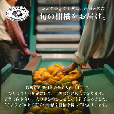 創業百八年 愛媛みかんの老舗【甘平5kg(約15個〜30個)】家庭用【新口農園】【F70-58】