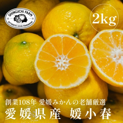 【黄色いのに驚きの甘さ】媛小春 2kg【老舗農家厳選】【C70-60】