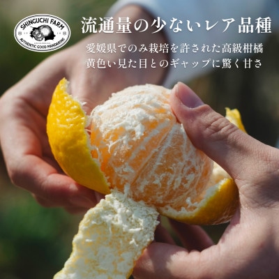 愛媛みかんの老舗厳選 【媛小春 2kg】【希少柑橘】『黄色いのに驚きの甘さ』新口農園【C70-60】