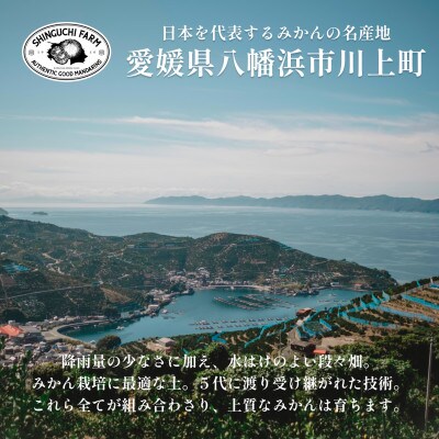 愛媛みかんの老舗厳選 【媛小春 2kg】【希少柑橘】『黄色いのに驚きの甘さ』新口農園【C70-60】