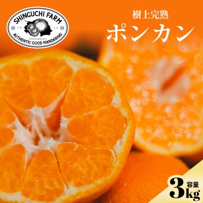 【甘味と酸味のバランスが絶妙】ポンカン 3kg 愛媛県産【C70-64】