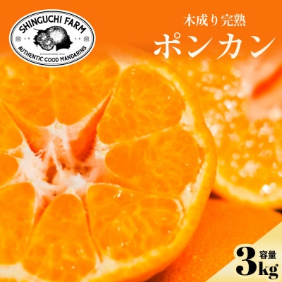 【甘味と酸味のバランスが絶妙】ポンカン 3kg 愛媛県産【C70-64】