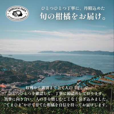 【訳あり】愛媛レモン 3kg【防腐剤・ワックス不使用】新口農園【B70-65】