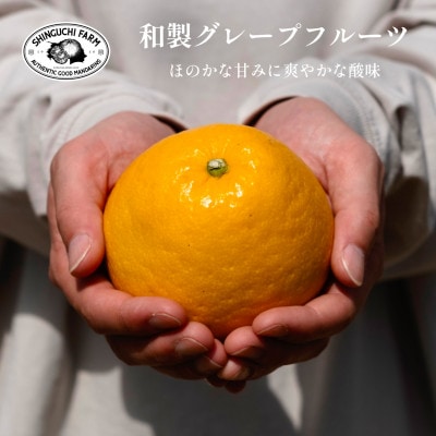 【創業108年】愛媛みかんの老舗【河内晩柑 3kg】【新口農園】【C70-70】