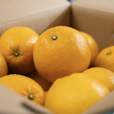 【太陽の恵みをギュッと凝縮】河内晩柑 3kg 愛媛県産【C70-70】