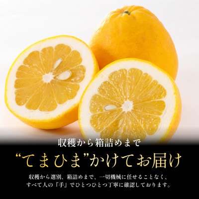 【太陽の恵みをギュッと凝縮】河内晩柑 3kg 愛媛県産【C70-70】