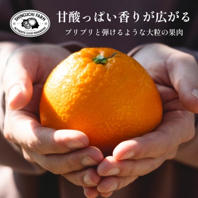 【創業108年】愛媛みかんの老舗【伊予柑 3kg】【C70-72】