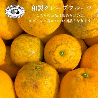 愛媛みかんの老舗【河内晩柑 訳あり 5kg】新口農園【C70-87】